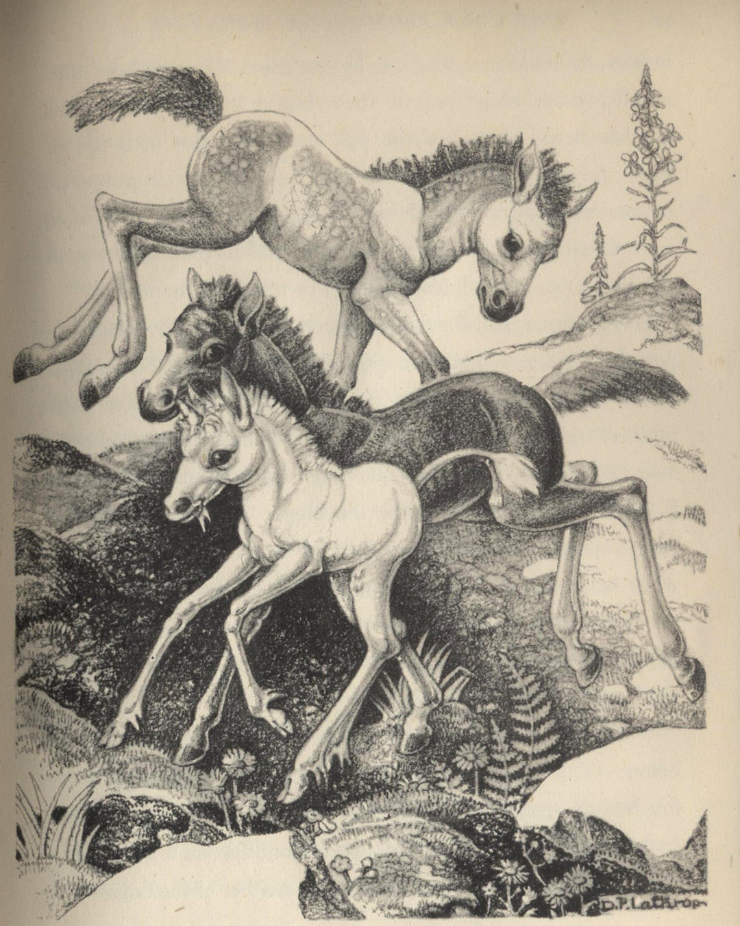 The Colt From Moon Mountain by Dorothy P. Lathrop
